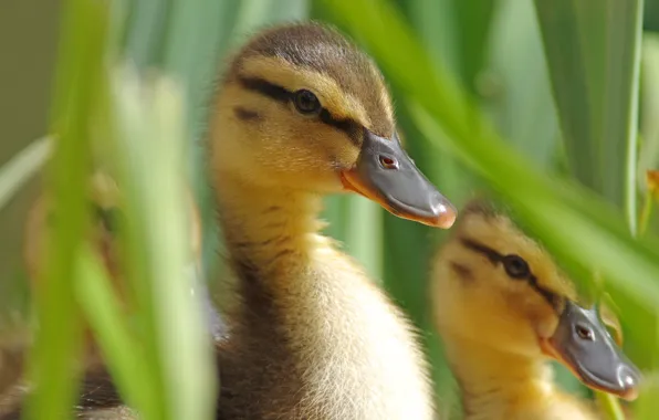 Birds, nature, duck, portrait, kids, a couple, ducklings, chick