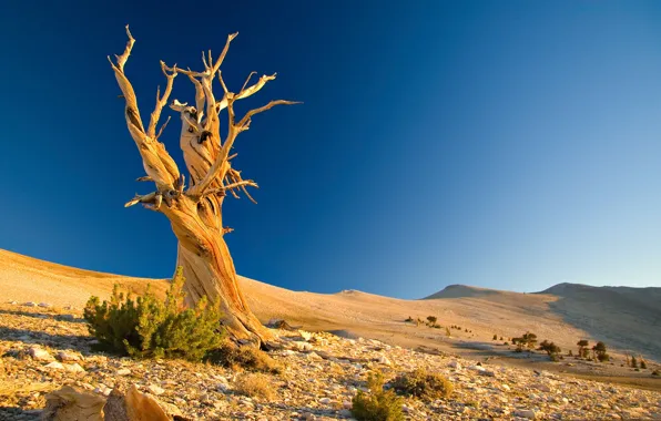 Picture landscape, tree, desert, barkhan