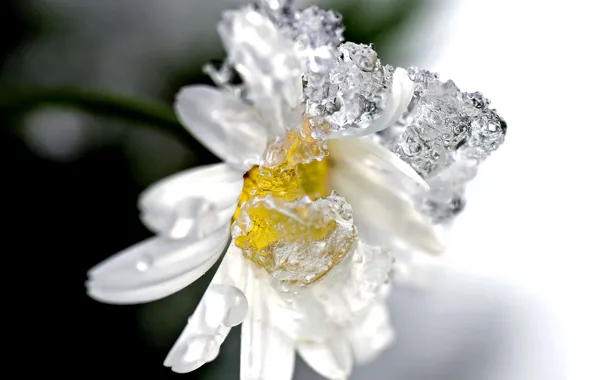 Picture snow, mood, chamomile, spring