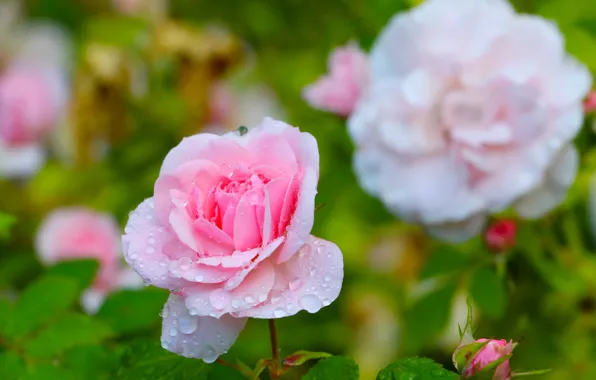 Rose, pink, garden, bloom