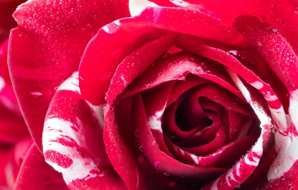 Picture macro, rose, petals, Bud