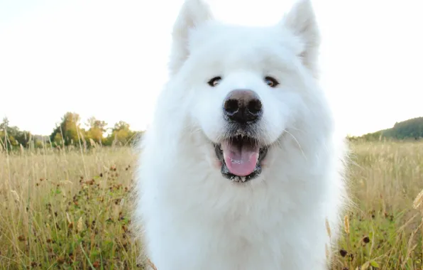 Picture face, dog, Samoyed