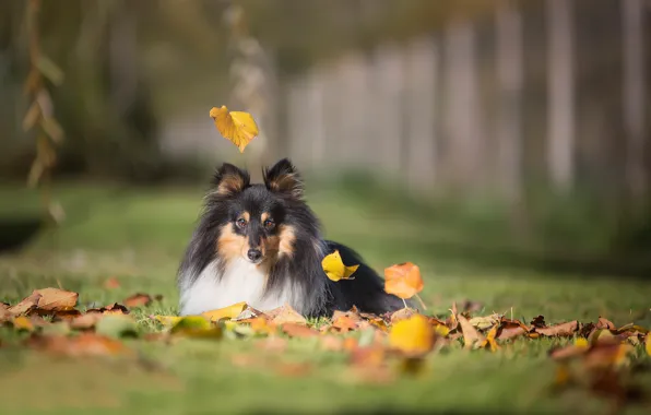 Autumn, leaves, dog, bokeh, Sheltie, Shetland Sheepdog