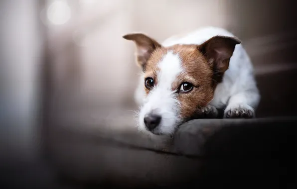 Picture dog, look, each