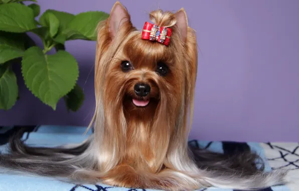 Picture animals, look, photo, dog, Yorkshire Terrier