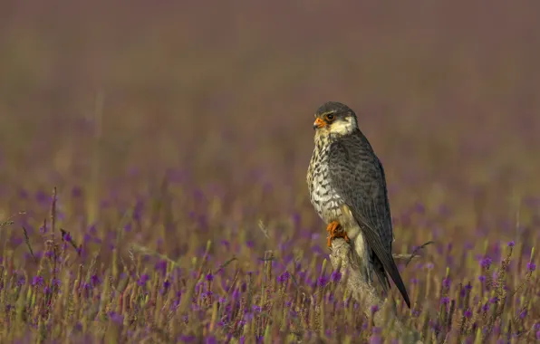 Field, flowers, bird, branch, Falcon, lilac, bokeh, blurred background