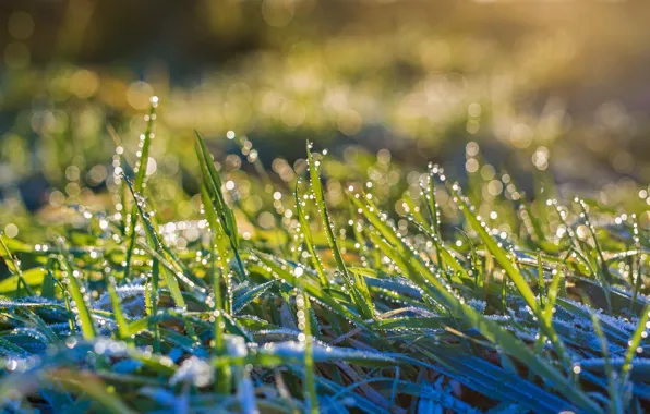 Picture grass, drops, macro, light, Rosa, bokeh