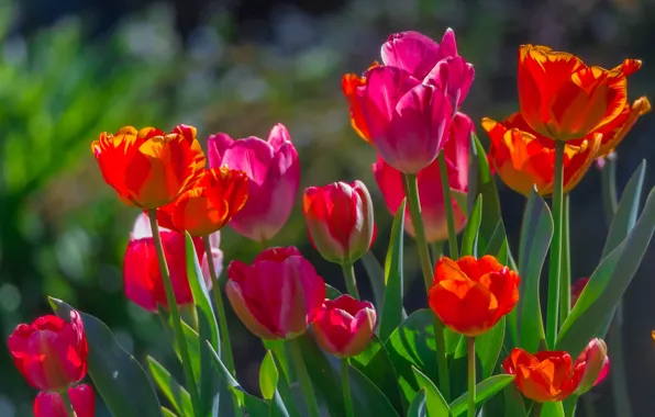 Greens, light, flowers, red, bright, spring, tulips, pink