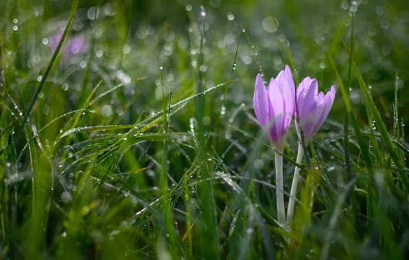 Grass, drops, flowers, crocuses, pink, Duo, bokeh, Colchicum