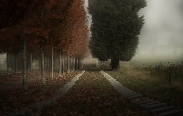 Autumn, trees, fog