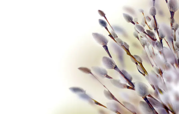 Branches, spring, Verba, seals