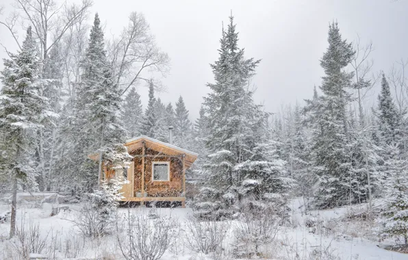 Winter, frost, forest, snow, trees, nature, house, Windows