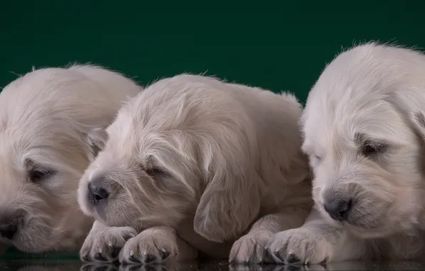 Baby, puppy, trio, Golden Retriever
