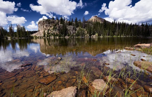 Forest, the sky, clouds, river, stones