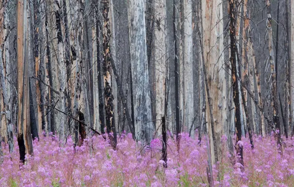 Forest, Canada, Albert, Banff National Park, Banff, Ivan-tea