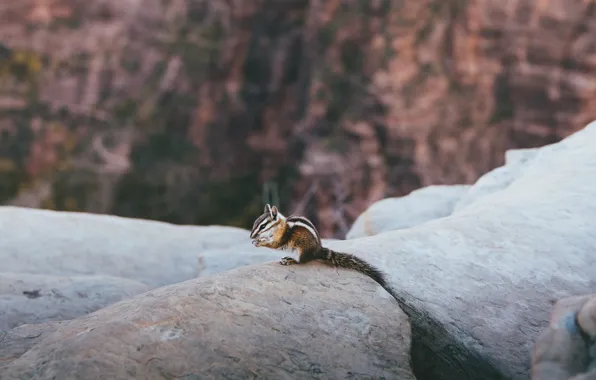 Picture animal, Chipmunk, striped