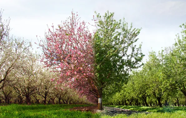 Picture summer, heart, Tree, spring, summer, flowering, heart, tree