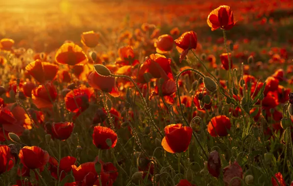 Summer, light, sunset, flowers, Maki, red, a lot, poppy field