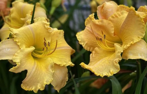 Macro, flowers, Lily, yellow, garden, Duo, the daylilies