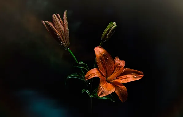 Picture drops, background, Lily
