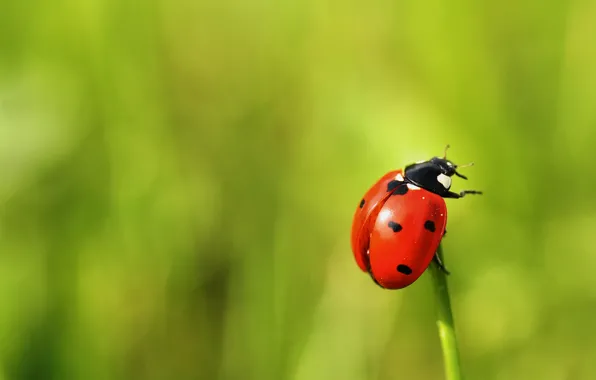 Picture macro, green, background, ladybug, beetle