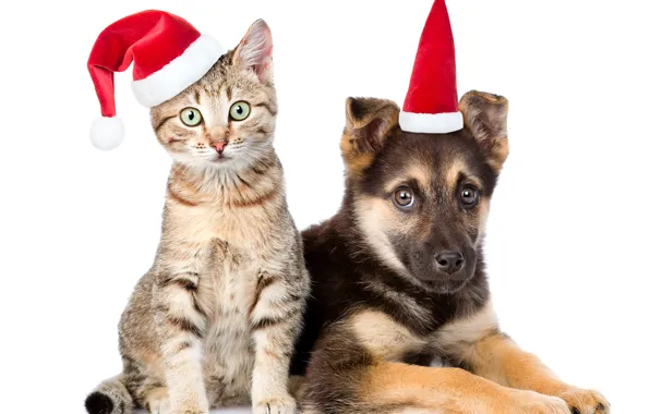 Cat, hat, dog, New year, 2018, shepherd