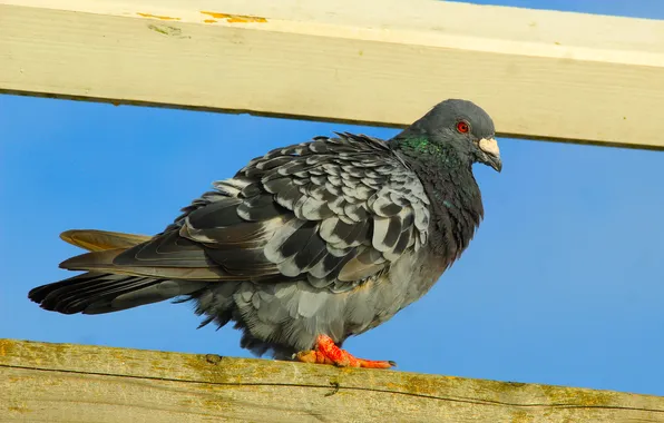 Bird, pigeon, boards