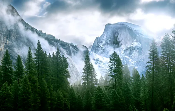 Picture forest, mountains, nature