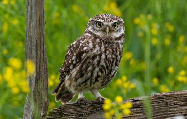 Greens, grass, look, flowers, owl, bird, Board, the fence