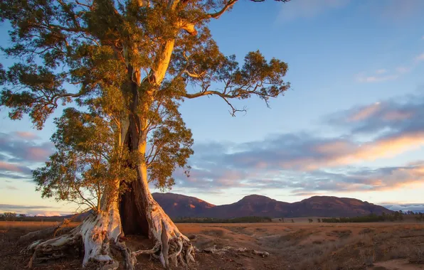 Tree, landscape, sunset, mountain