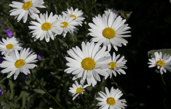 Flowers, the dark background, chamomile, white, flowerbed, leucanthemum