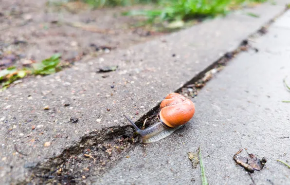 Road, animal, snail, Russia, bokeh, Artem