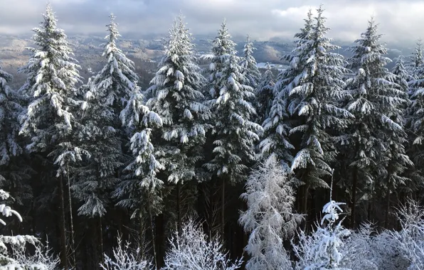 Picture winter, forest, snow