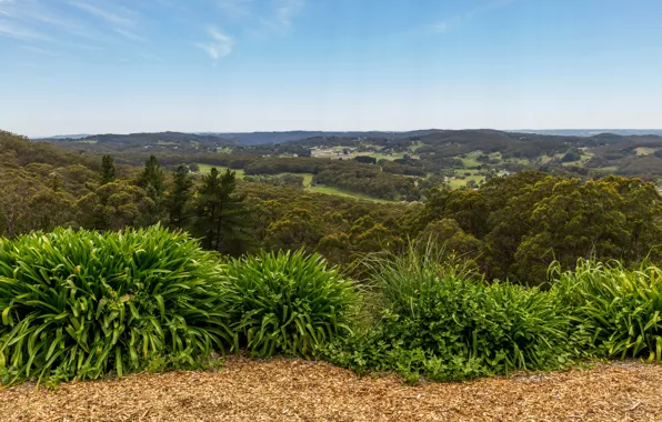 Field, forest, trees, valley, Australia, panorama, the bushes, Adelaide