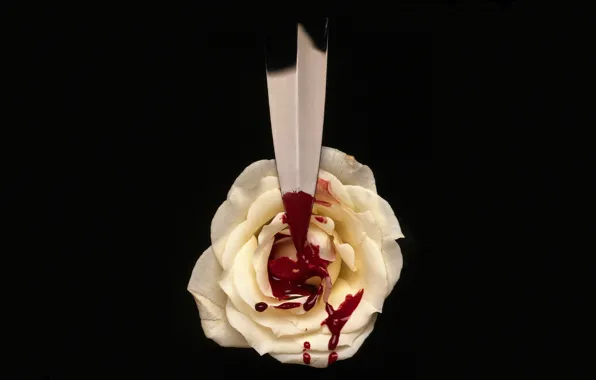 Picture BACKGROUND, DROPS, BLACK, BLOOD, WHITE, ROSE, KNIFE, DAGGER