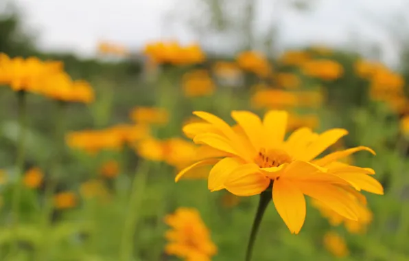 Picture summer, flowers, yellow