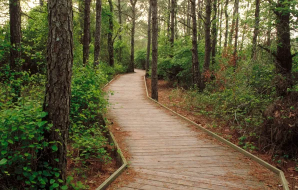 Forest, trees, track, forest