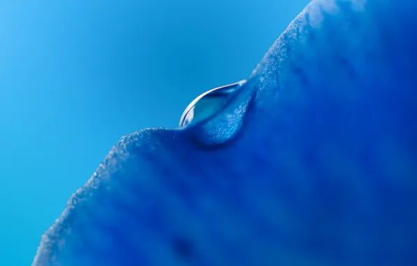 Blue, drop, blue, drop, background, macro, leave