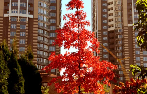 Picture autumn, trees, the city, home