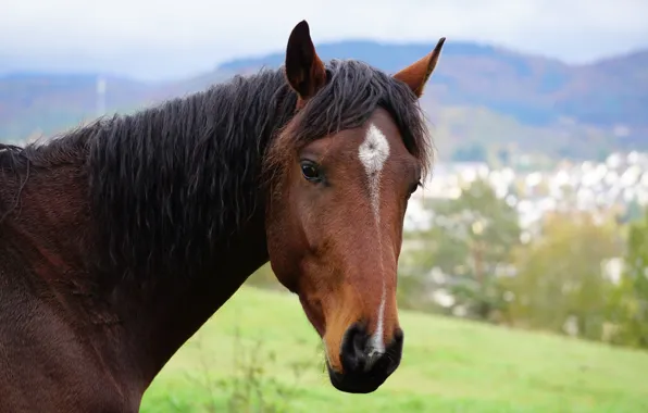 Picture look, face, nature, horse, horse, portrait