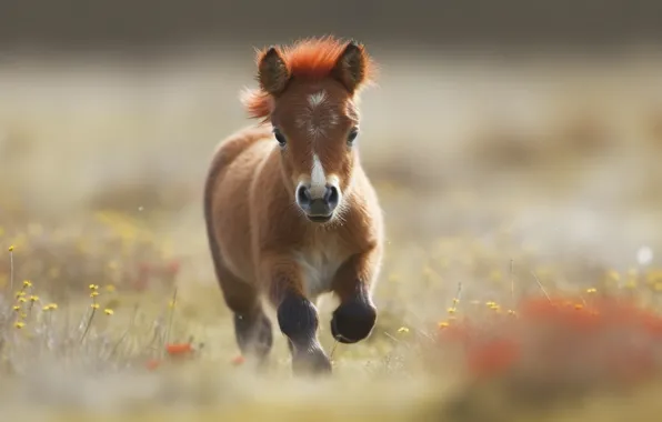 Field, look, nature, pose, horse, horse, pony, face