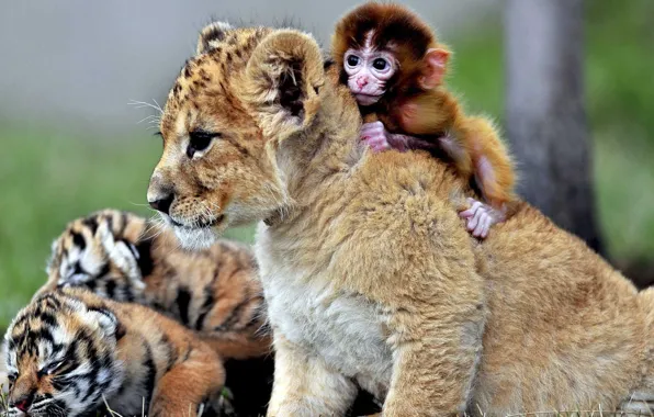 Picture monkey, animals, playing, lioncub, tigercub