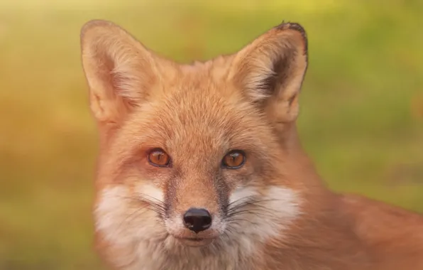 Look, face, background, portrait, Fox, red