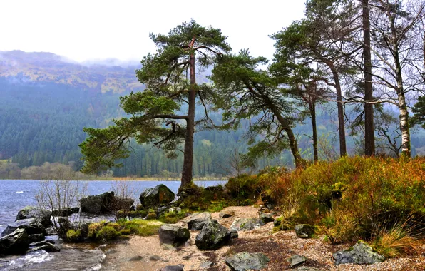 Picture forest, the sky, trees, mountains, lake, stones