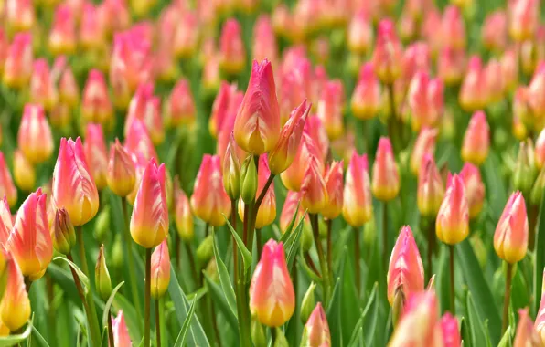 Field, tulips, Netherlands, buds, a lot