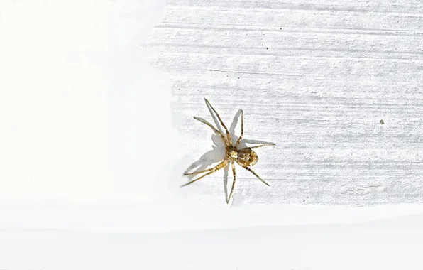 Summer, insects, spider, June 2025