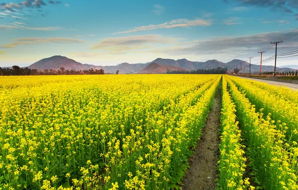 Field, flowers, meadow, track, rape, rapeseed field