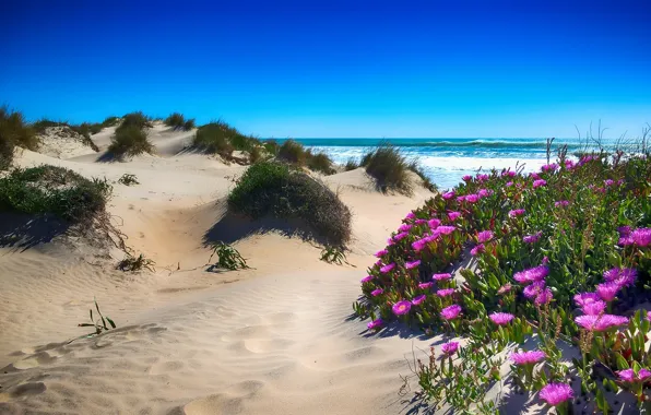 Sand, sea, beach, summer, the sky, flowers, nature, blue