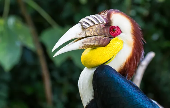 Leaves, the dark background, bird, portrait, profile, bokeh, bright, Hornbill