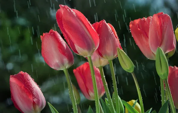 The sun, drops, rain, stem, tulips, buds, closeup